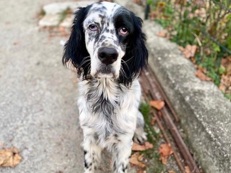 Adotta un cane, maschio, 11 anni  e 2 mesi , Teramo