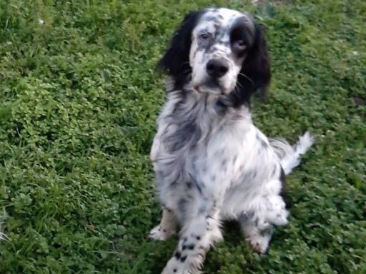 Adotta un cane, taglia media contenuta, maschio, Teramo