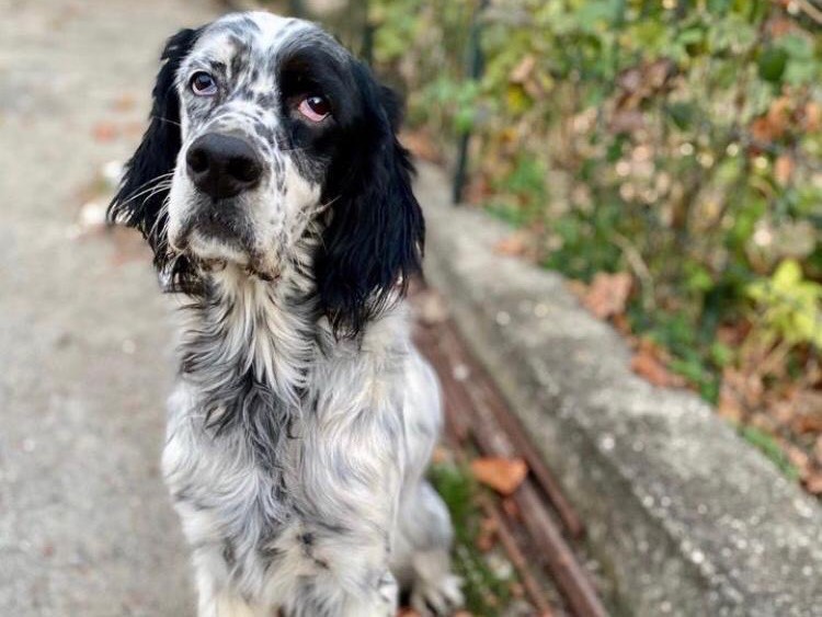 Vuoi adottare un cane a Teramo?
