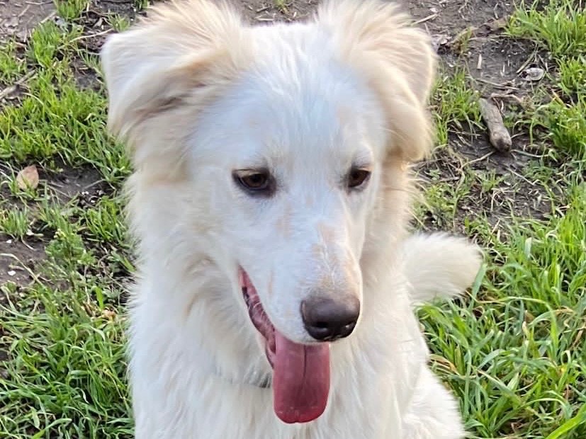 Adozione cane, maschio, Pastore maremmano, 2 anni , taglia grande, Caserta
