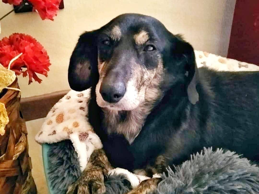 Adozione cane, femmina, Bassotto, 11 anni e 11 mesi, taglia piccola, Milano