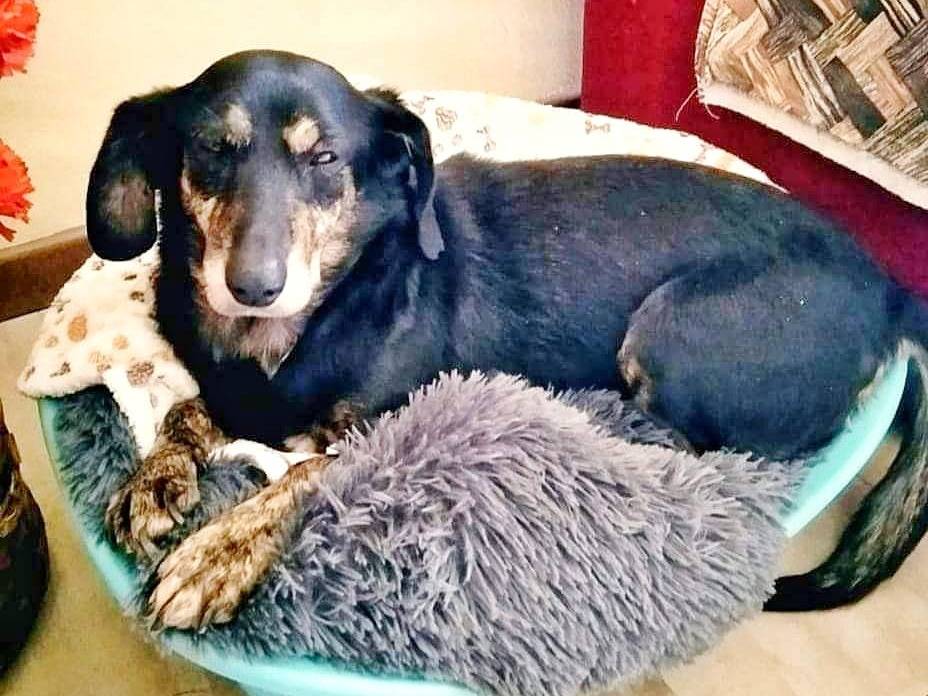 Adotta un cane, femmina, 11 anni e 11 mesi, Milano