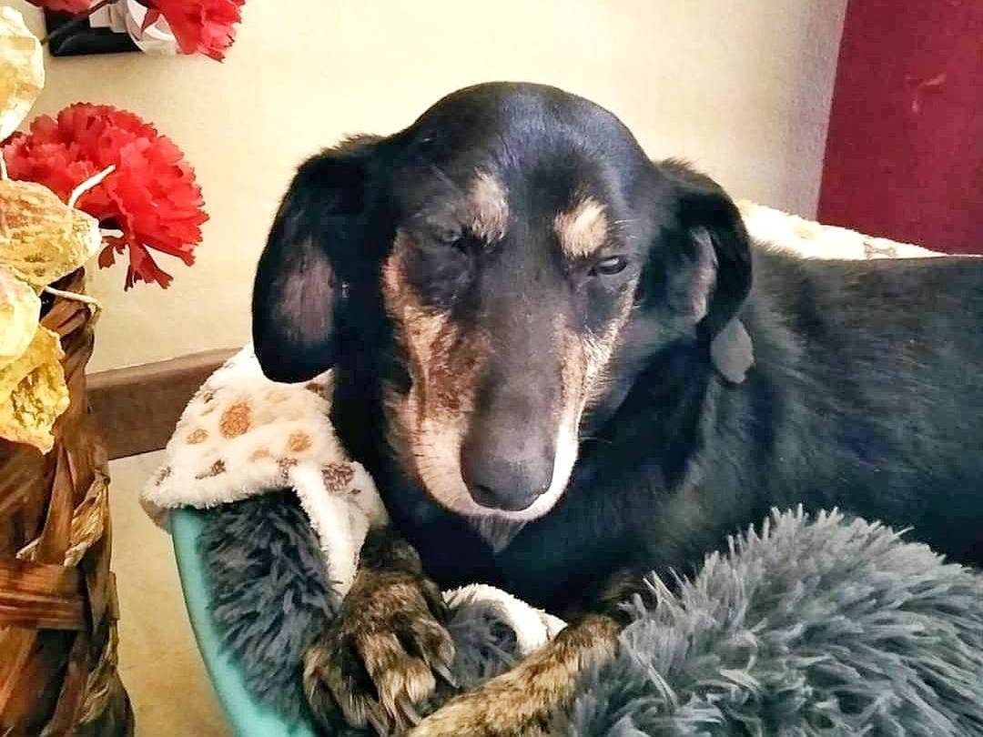 Adotta un cane, taglia piccola, femmina, Milano