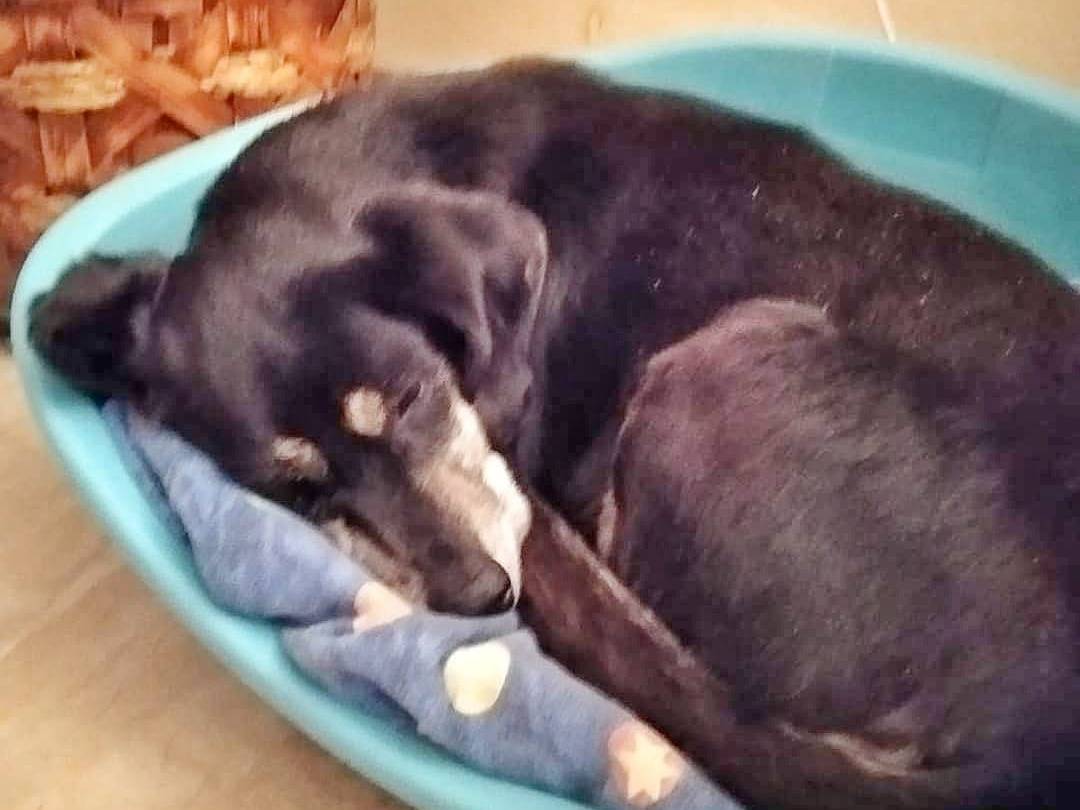 Vuoi adottare un cane a Milano?