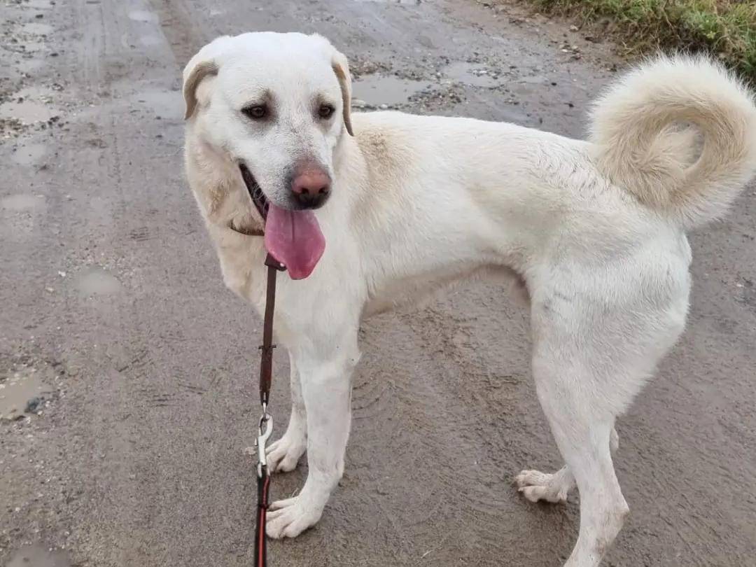 Vuoi adottare un cane a Pavia?