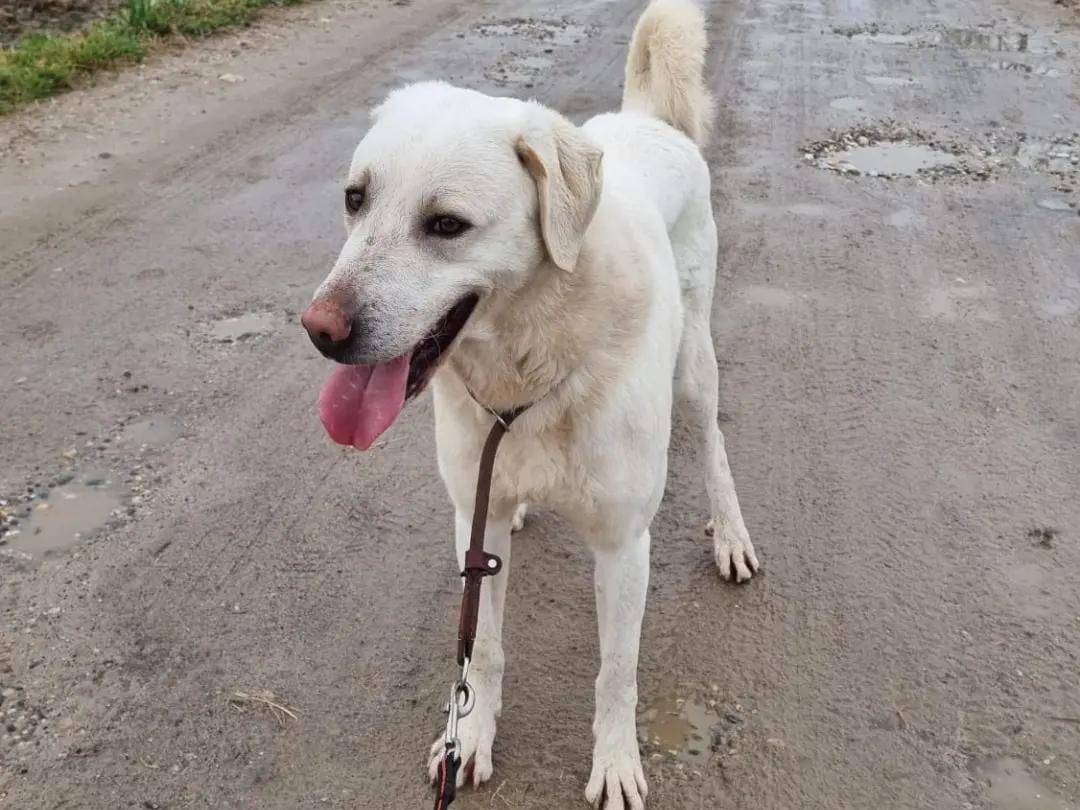 Adotta il cane EROS a Pavia