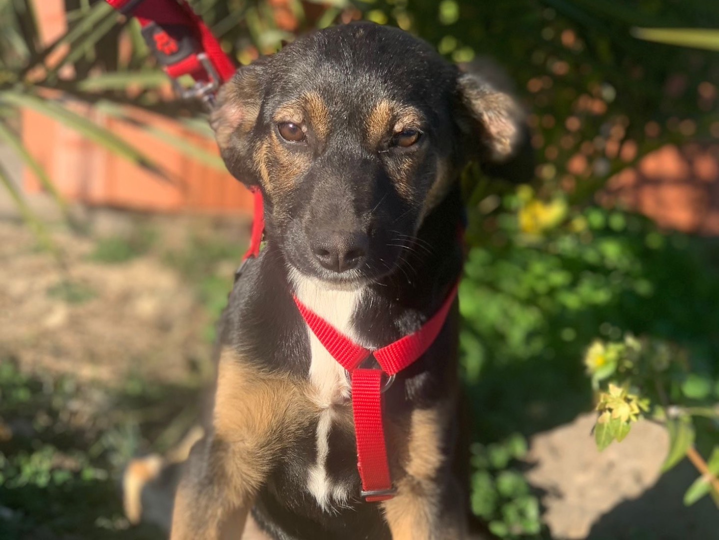 Adozione cane, femmina, meticcio, 2 anni, taglia media contenuta, Siracusa