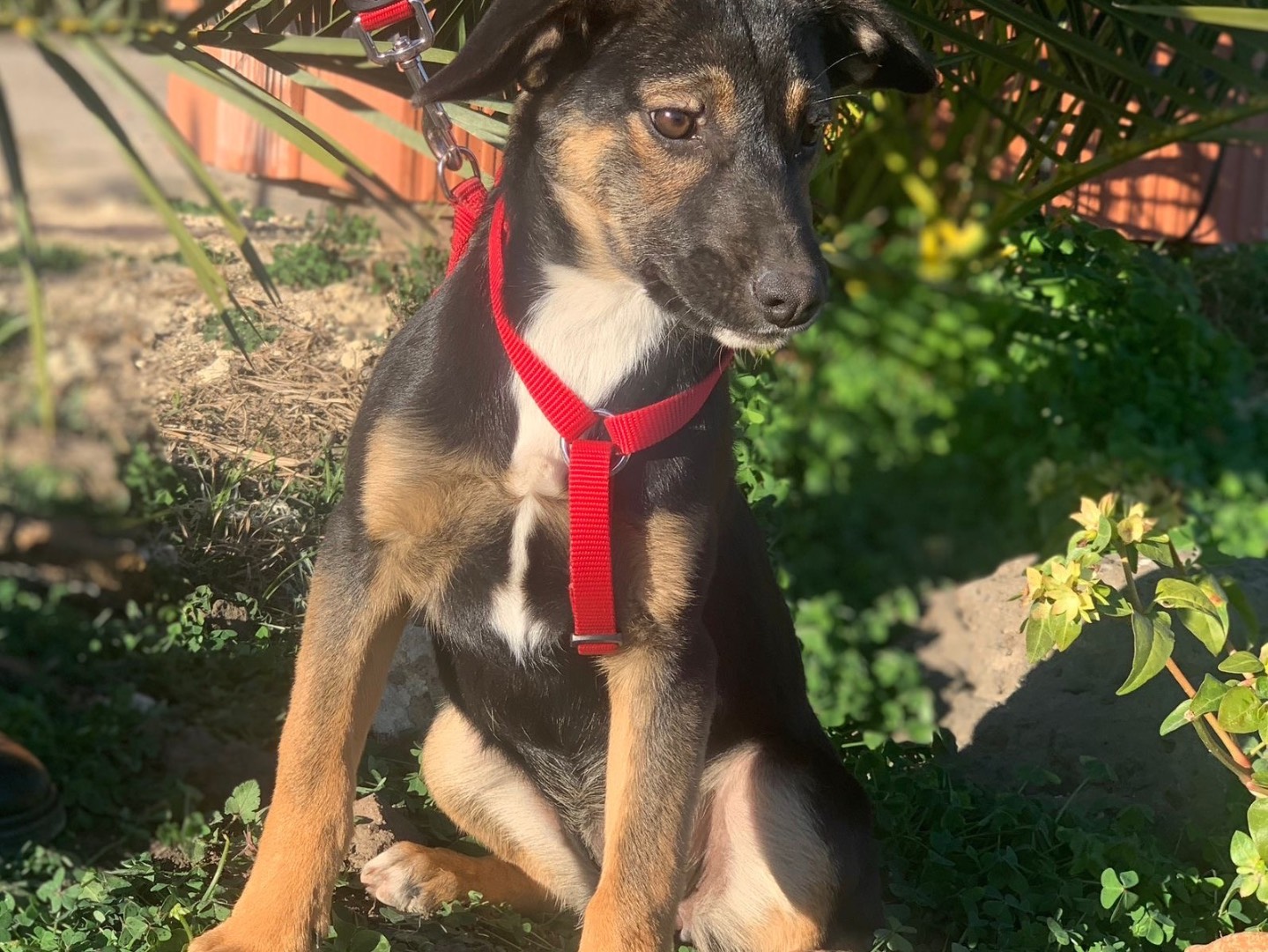 Adotta un cane, femmina, 2 anni, Siracusa