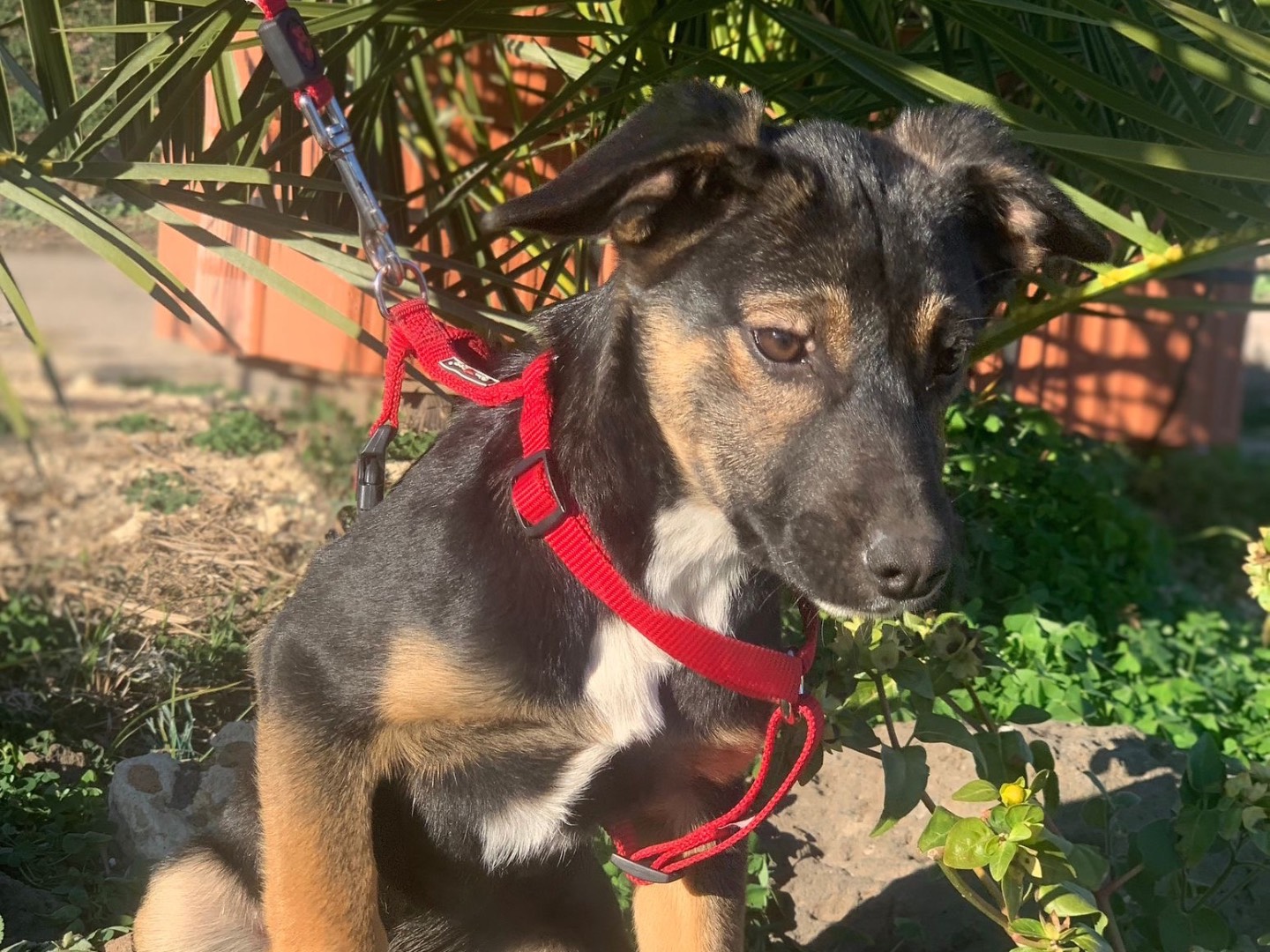 Adotta un cane, taglia media contenuta, femmina, Siracusa