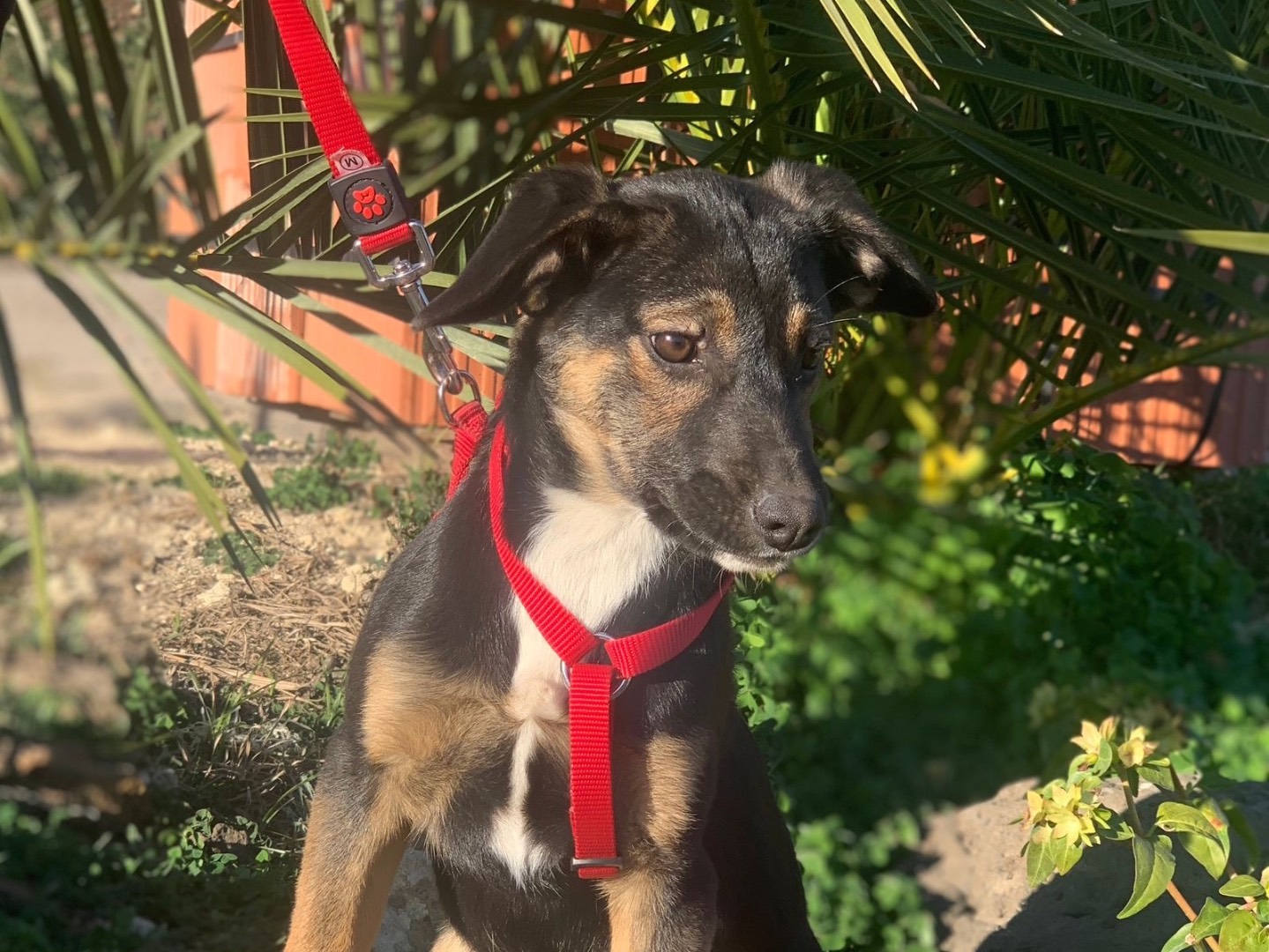 Vuoi adottare un cane a Siracusa?