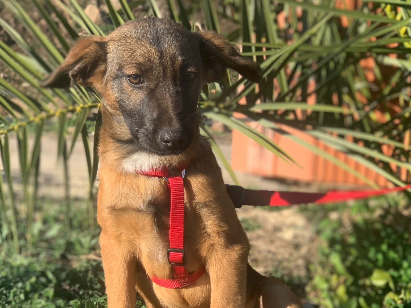 Vuoi adottare un cane a Siracusa?