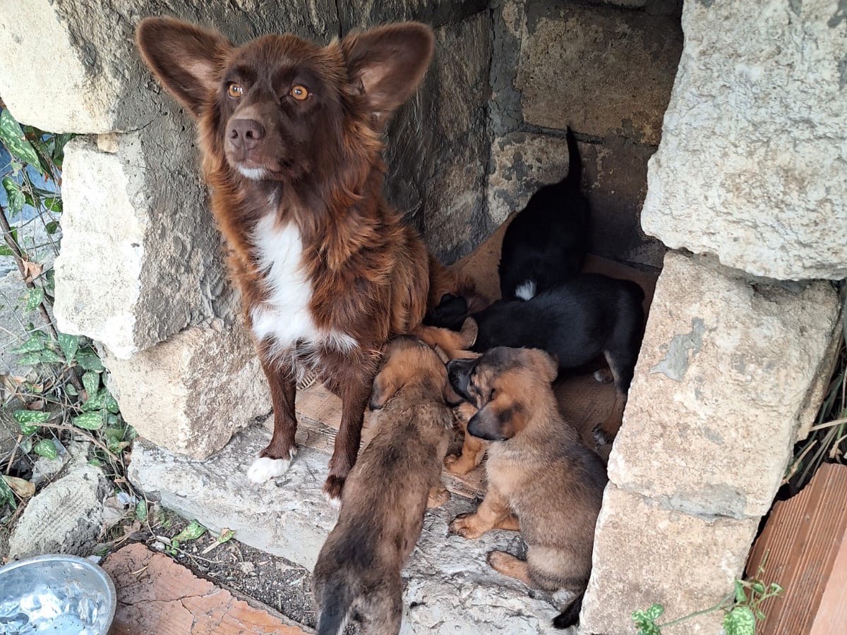 Adotta il cane Fred a Siracusa