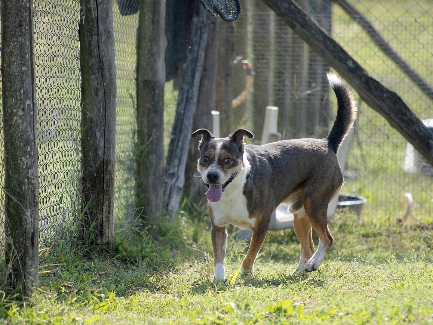 Adotta un cane, taglia media, maschio, Roma