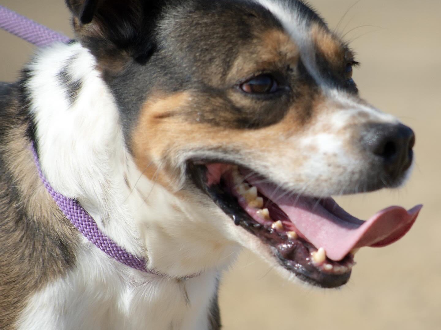 Vuoi adottare un cane a Roma?