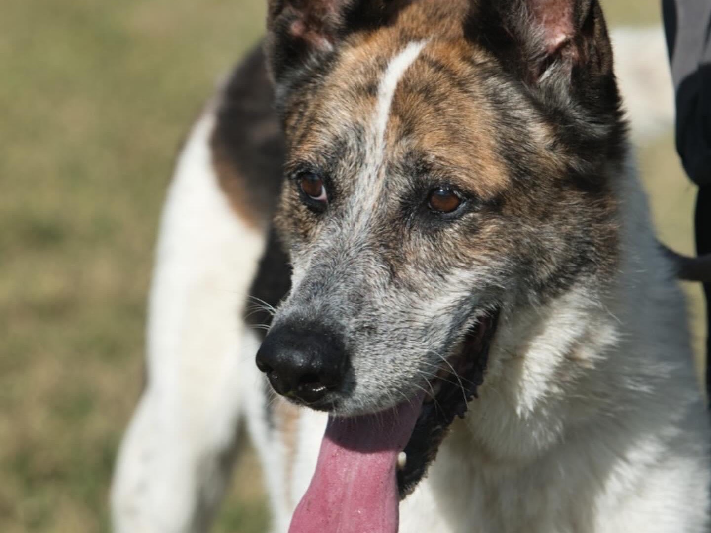 Adotta un cane, maschio, 7 anni  e 2 mesi , Roma