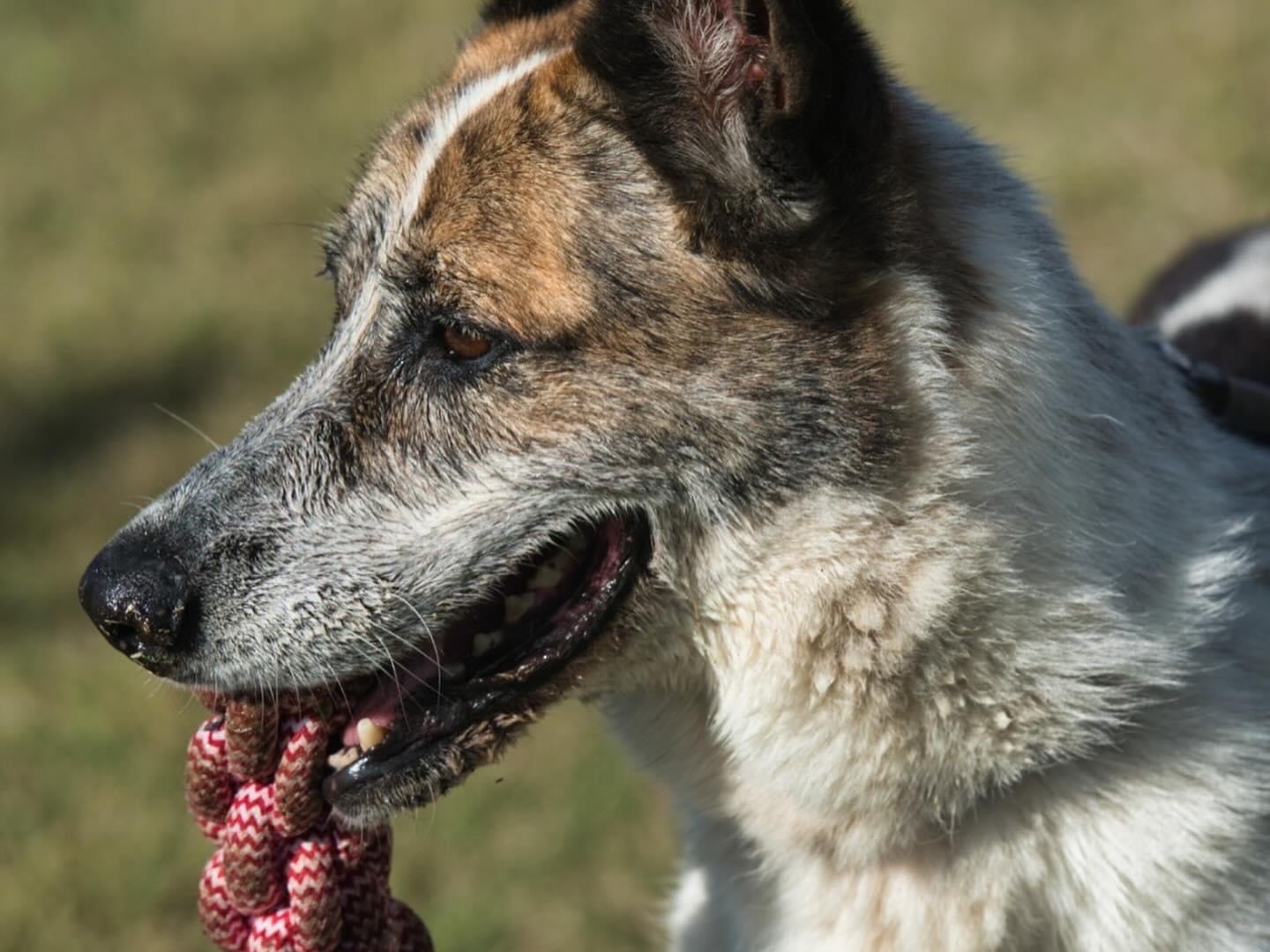 Adotta un cane, taglia media, maschio, Roma