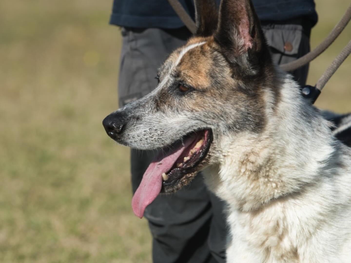 Vuoi adottare un cane a Roma?