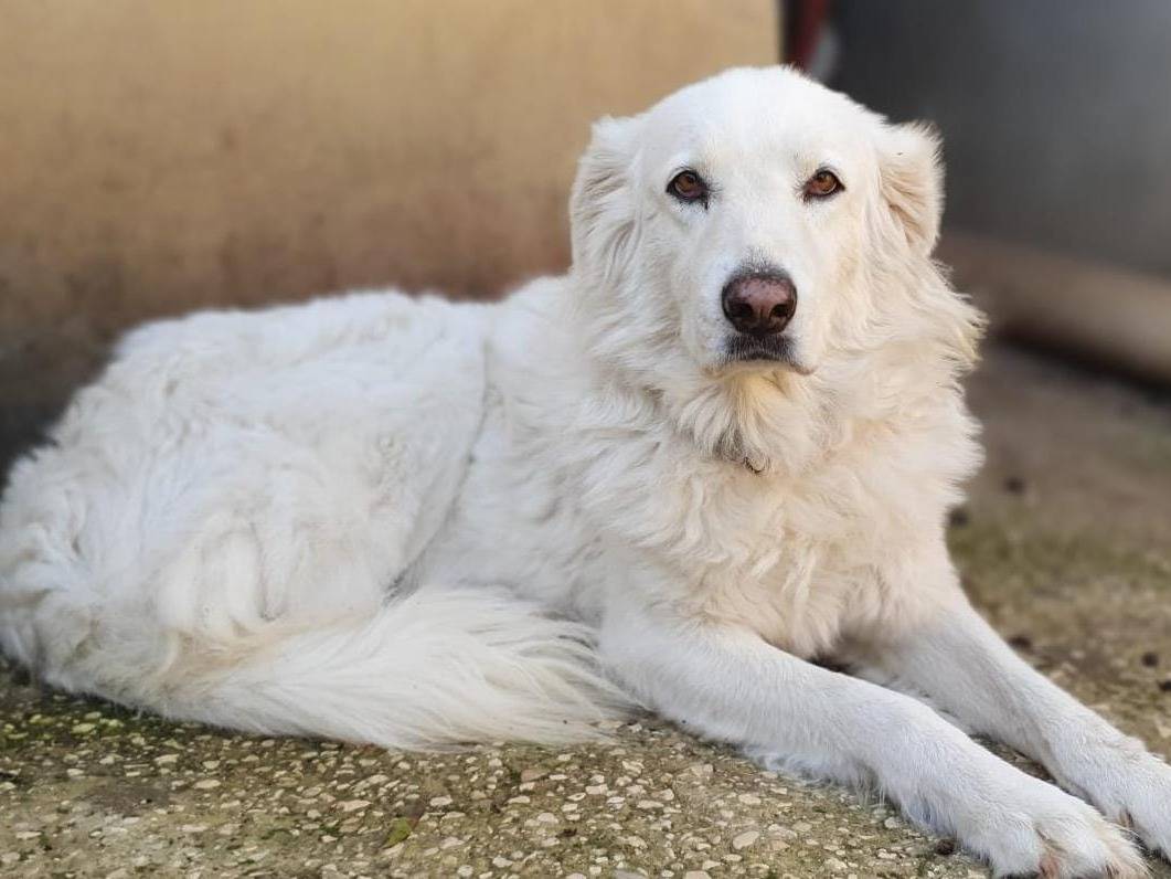Foto dell'animale