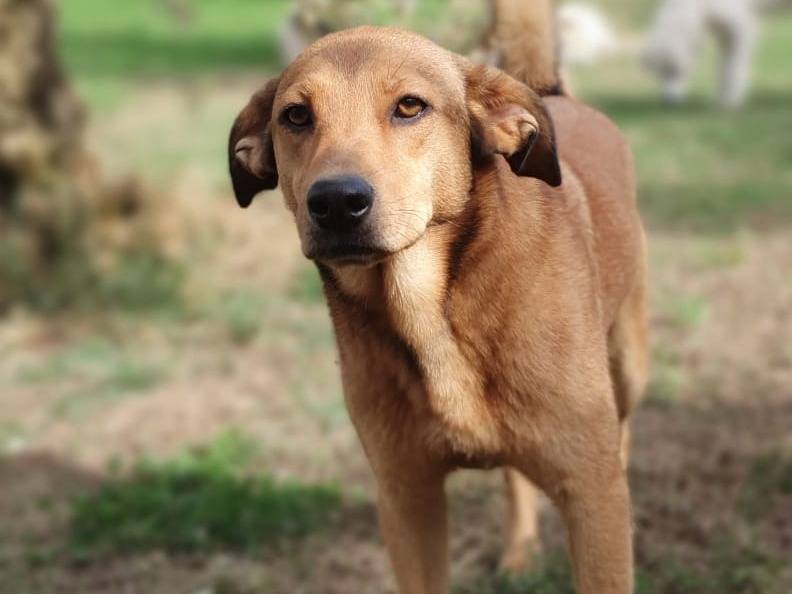 Foto dell'animale