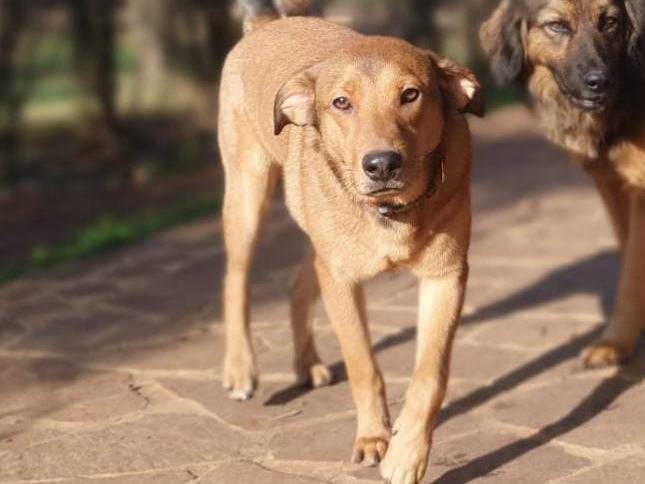 Adotta un cane, maschio, 3 anni  e 5 mesi , Roma