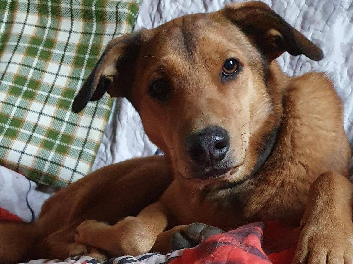 Adotta un cane, taglia media, maschio, Roma