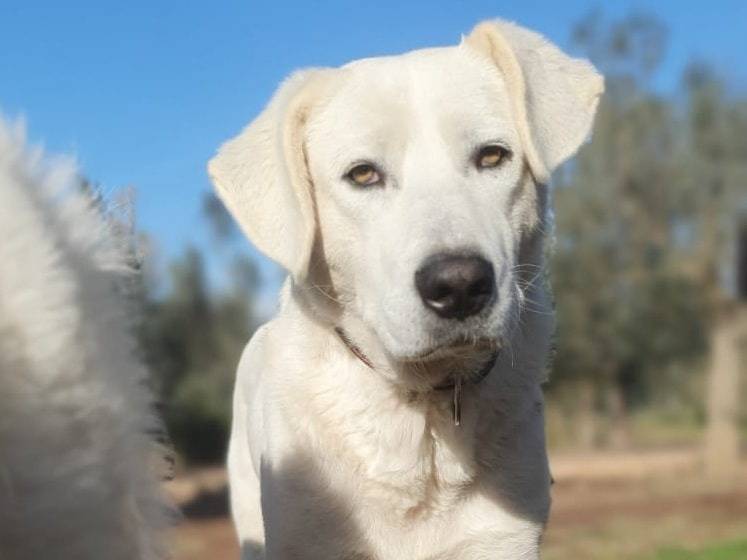 Adozione cane, maschio, meticcio, 4 anni  e 8 mesi , taglia grande, Roma