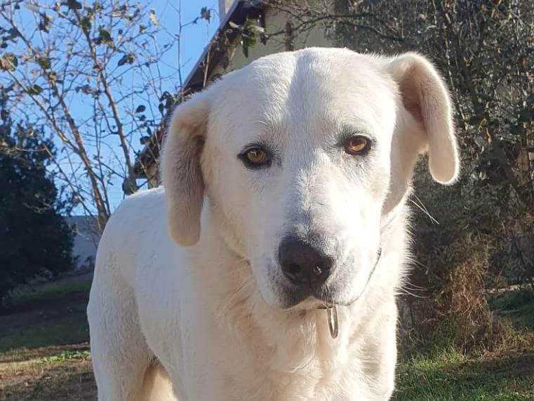 Adotta un cane, maschio, 4 anni  e 8 mesi , Roma
