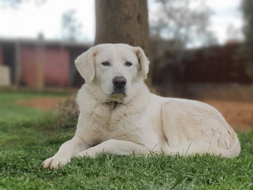 Adotta un cane, taglia grande, maschio, Roma