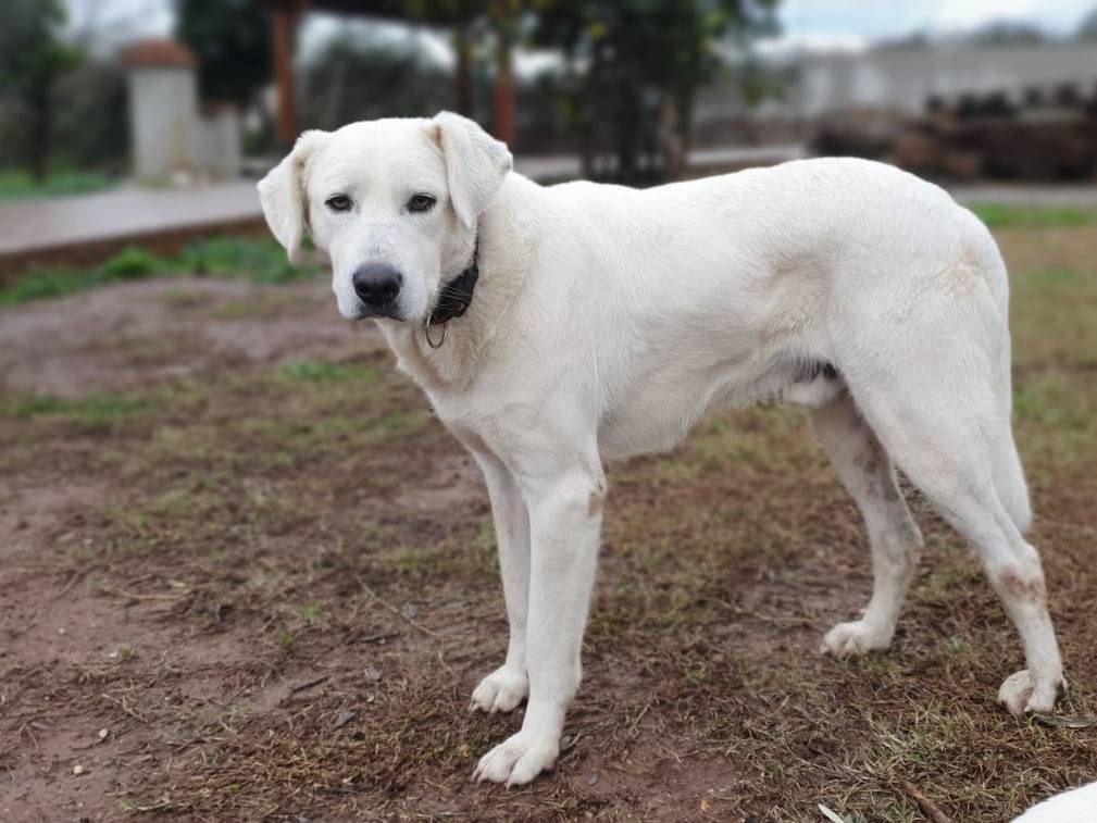 Vuoi adottare un cane a Roma?