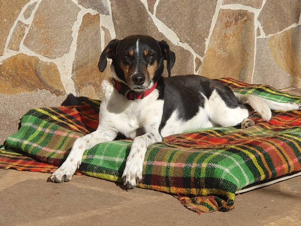 Adotta un cane, femmina, 7 anni  e 6 mesi , Roma