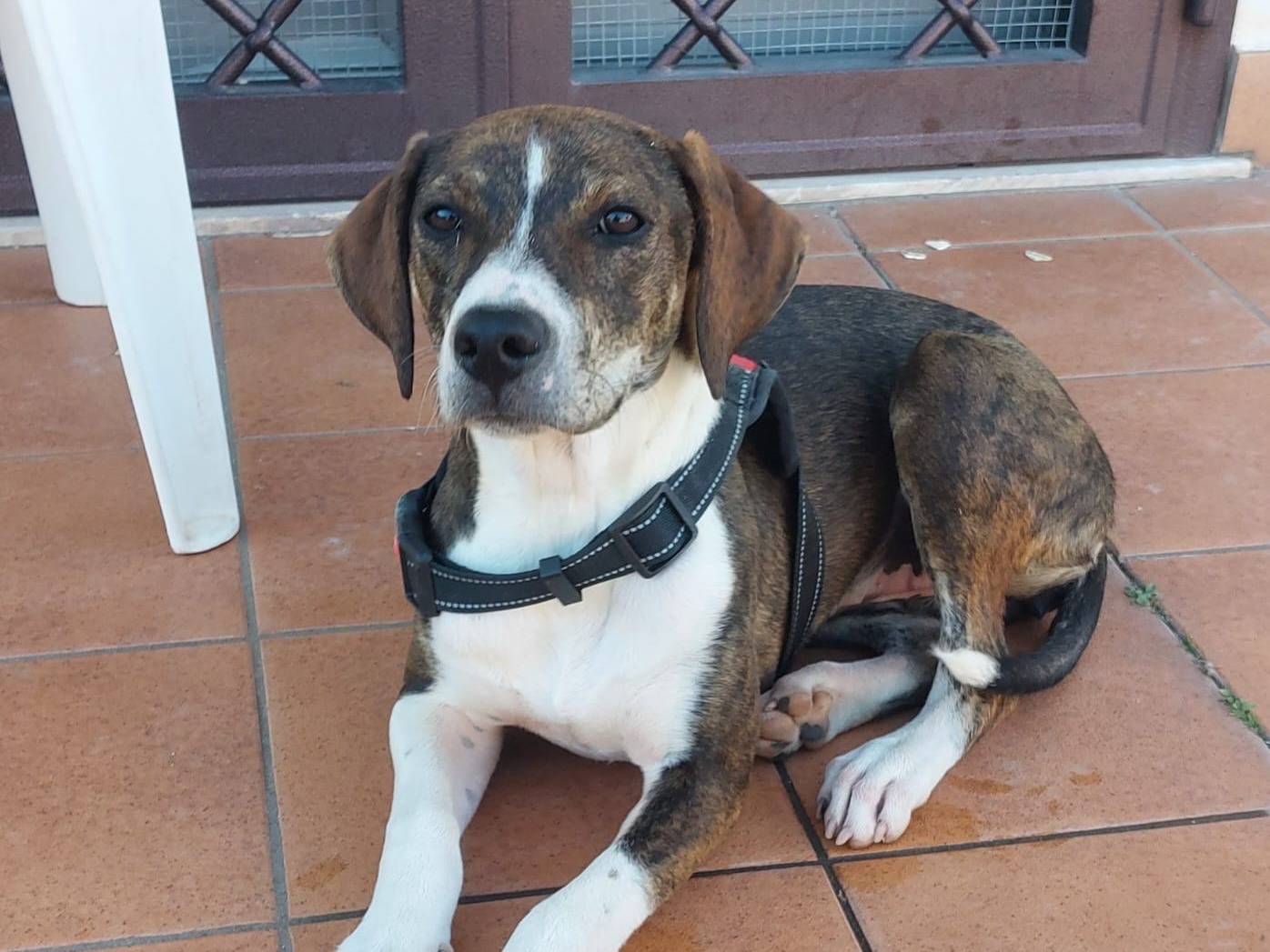 Adotta un cane, femmina, 2 anni  e 6 mesi , Viterbo