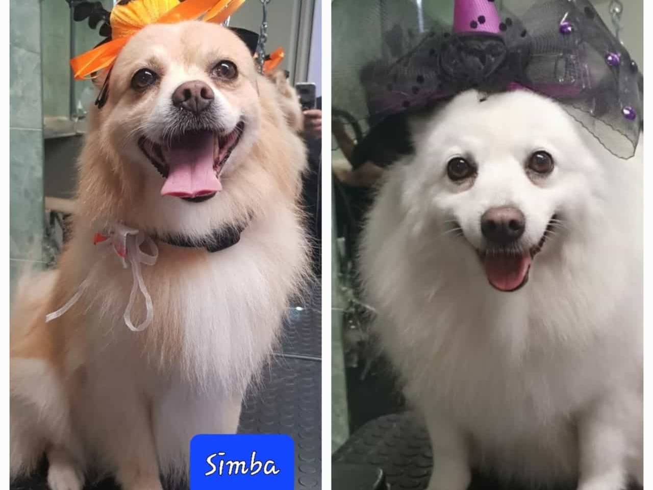 Adotta un cane, maschio, 11 anni  e 8 mesi , Roma