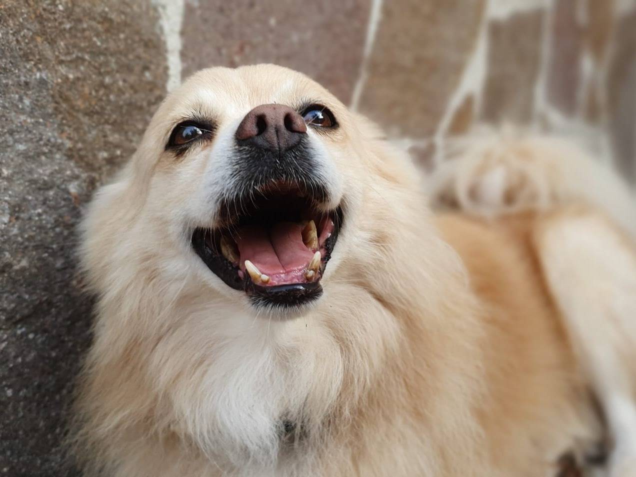 Adotta un cane, taglia piccola, maschio, Roma