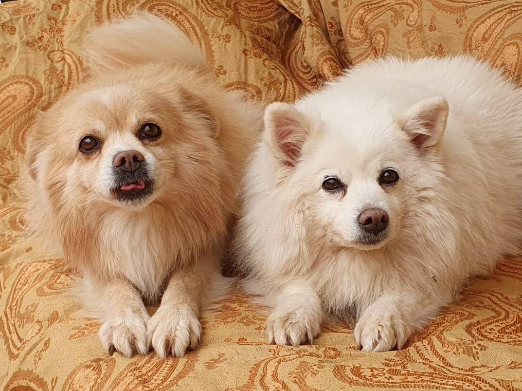 Foto dell'animale