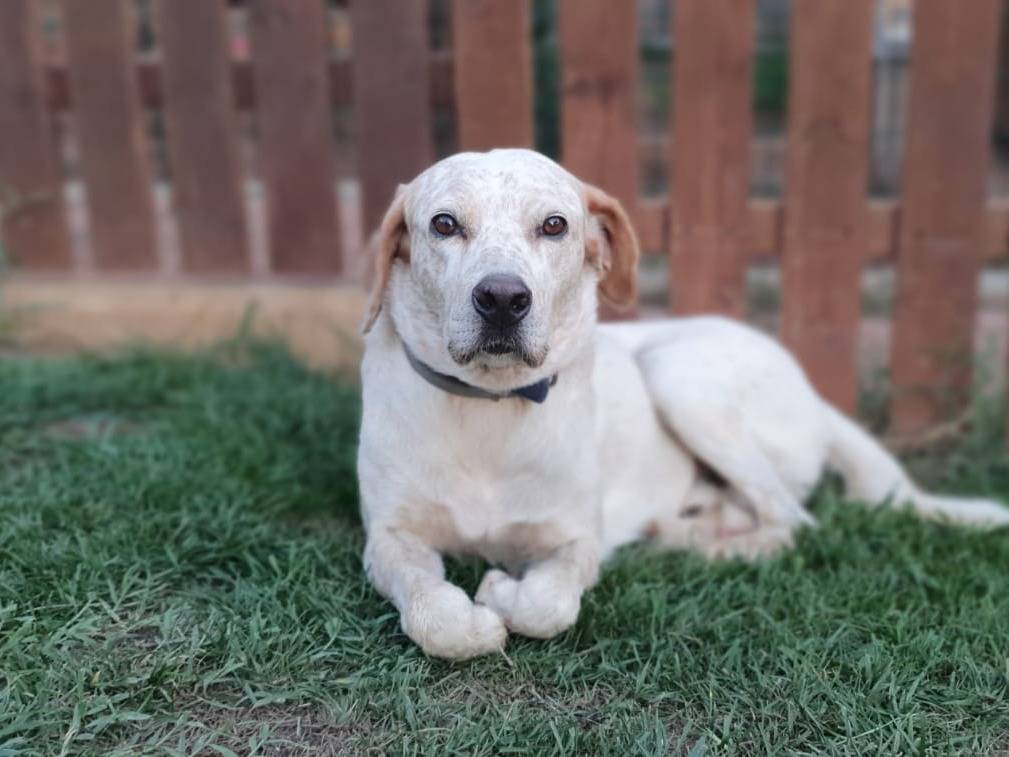 Adotta un cane, taglia media, maschio, Roma