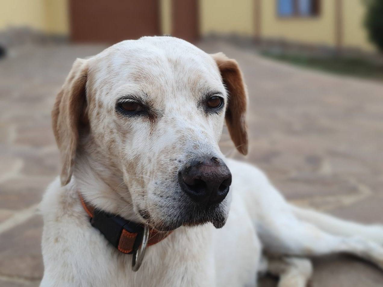 Adotta un cane, maschio, 9 anni  e 6 mesi , Roma