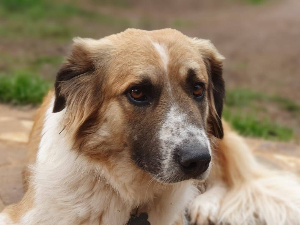 Adotta un cane, maschio, 5 anni  e 5 mesi , Roma