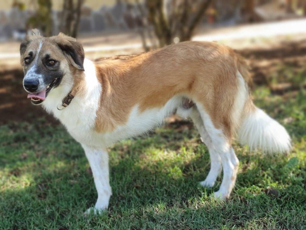 Adotta un cane, taglia media, maschio, Roma
