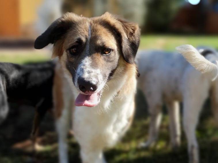 Vuoi adottare un cane a Roma?
