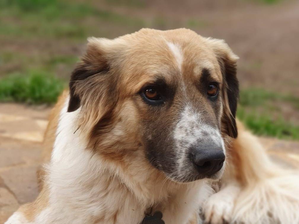 Adotta il cane Tritone a Roma