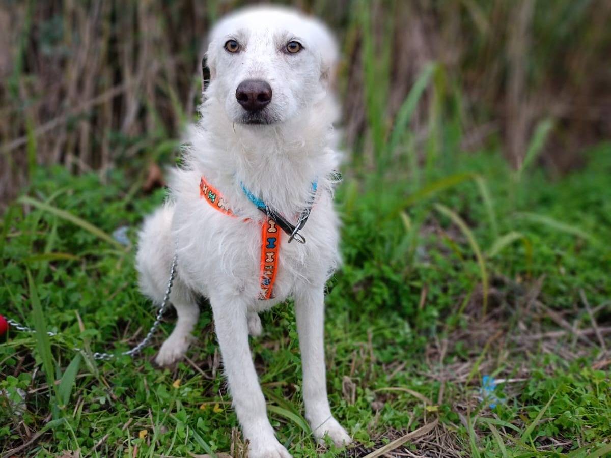 Adotta un cane, femmina, 1 anno e 7 mesi , Cosenza