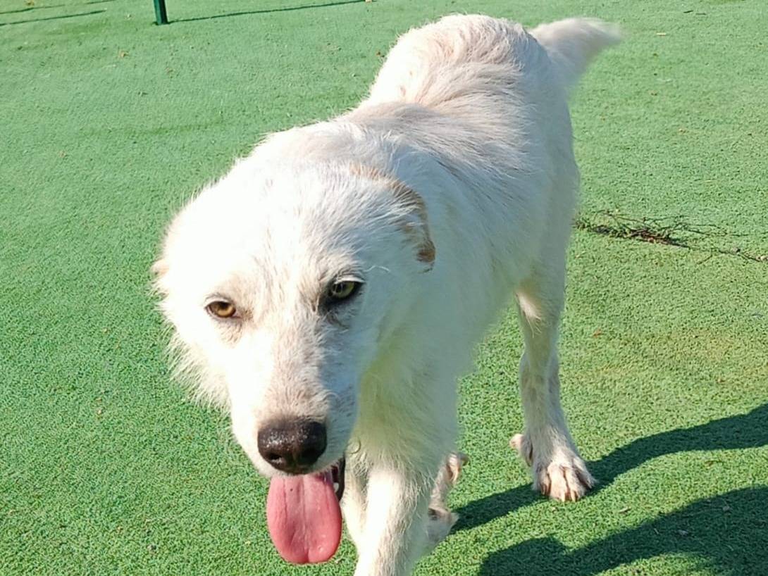 Vuoi adottare un cane a Cosenza?