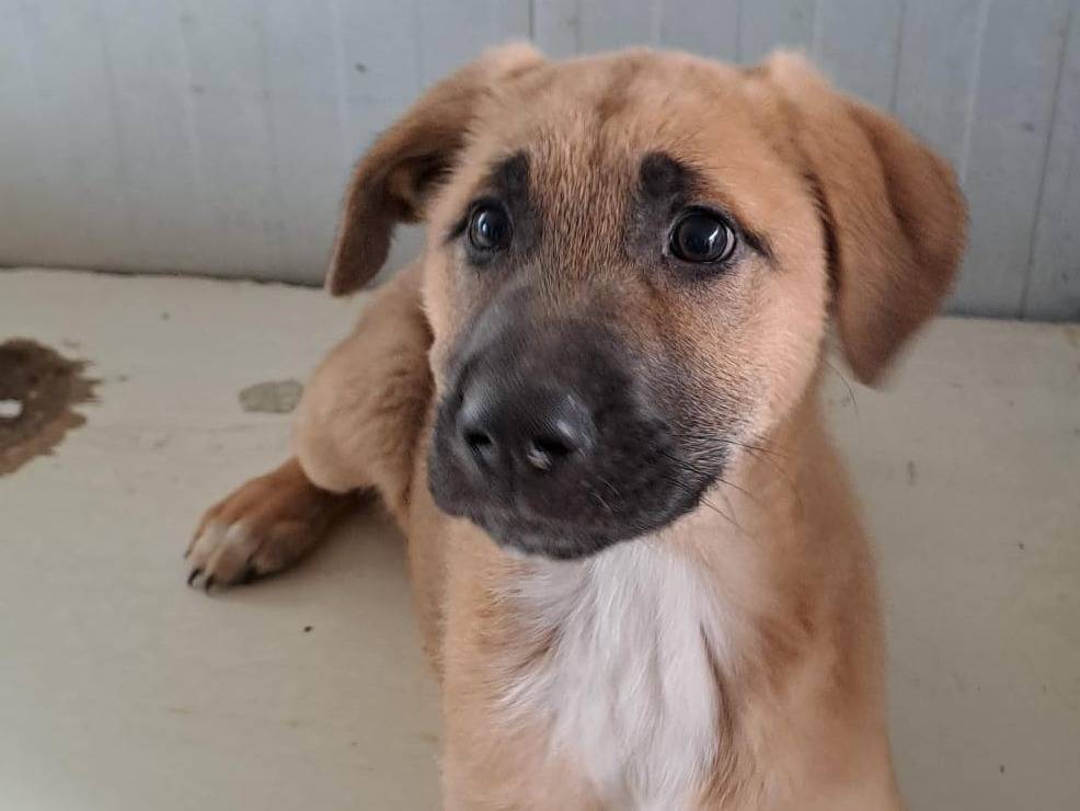 Adotta un cane, femmina, 2 anni e 1 mese, Crotone