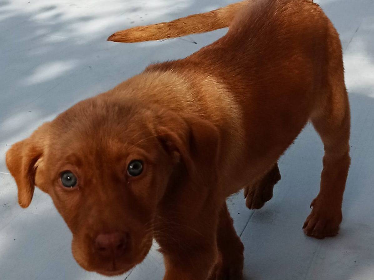 Adozione cane, femmina, meticcio, 2 anni e 5 mesi, taglia media contenuta, Cosenza