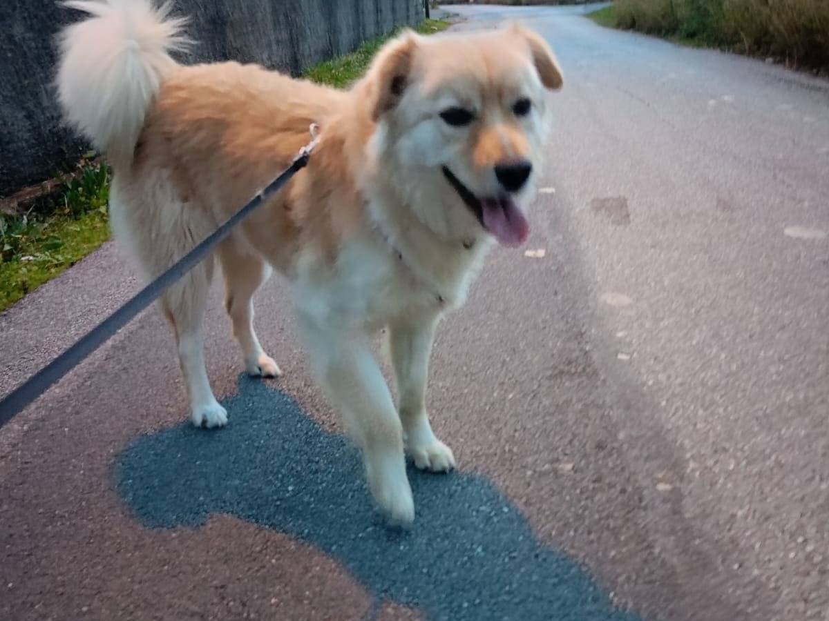 Adotta un cane, maschio, 3 anni e 8 mesi, Cosenza