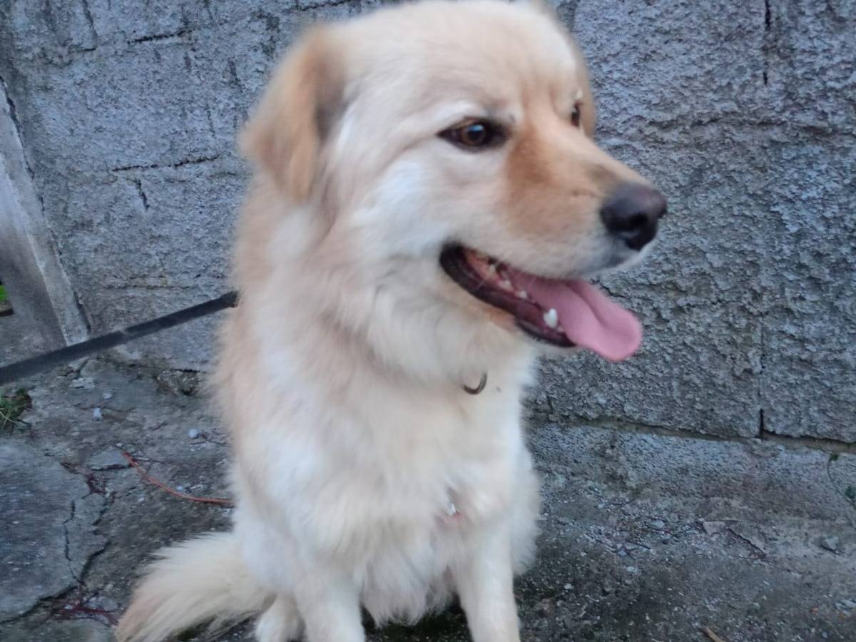 Adotta un cane, taglia media contenuta, maschio, Cosenza