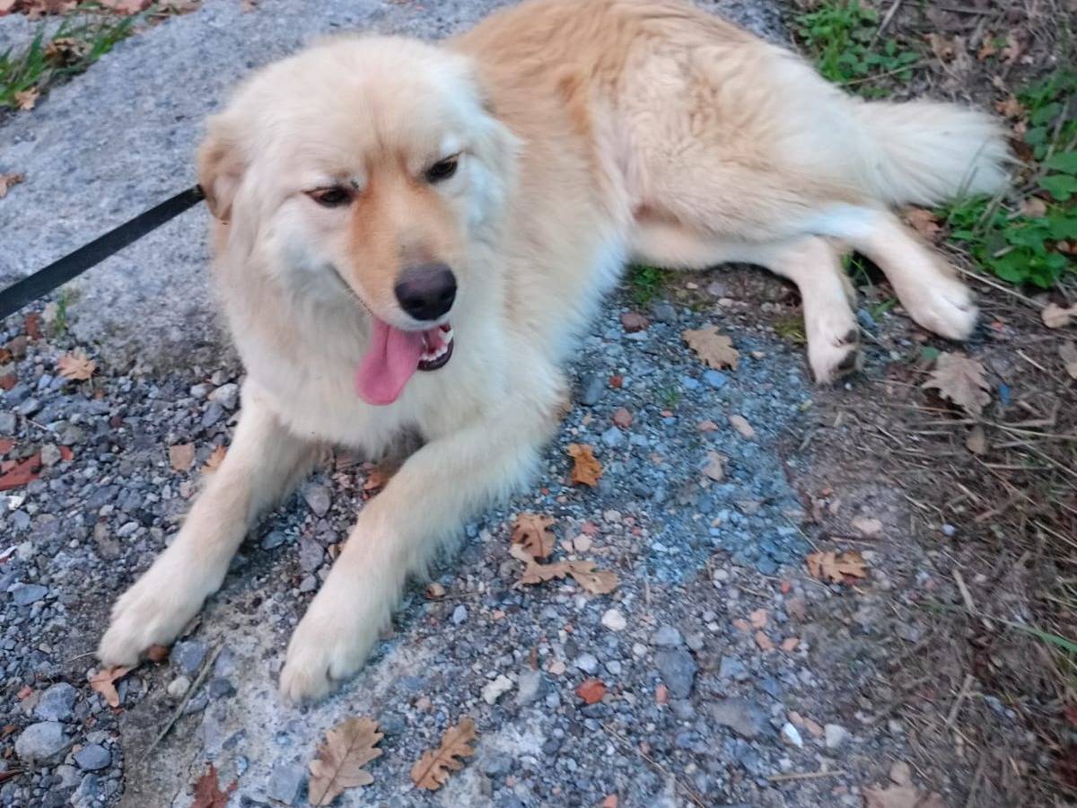 Vuoi adottare un cane a Cosenza?