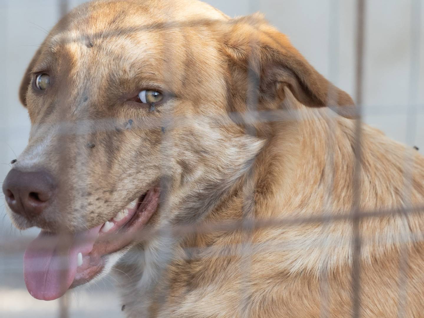 Adotta un cane, maschio, 1 anno e 11 mesi , Caserta