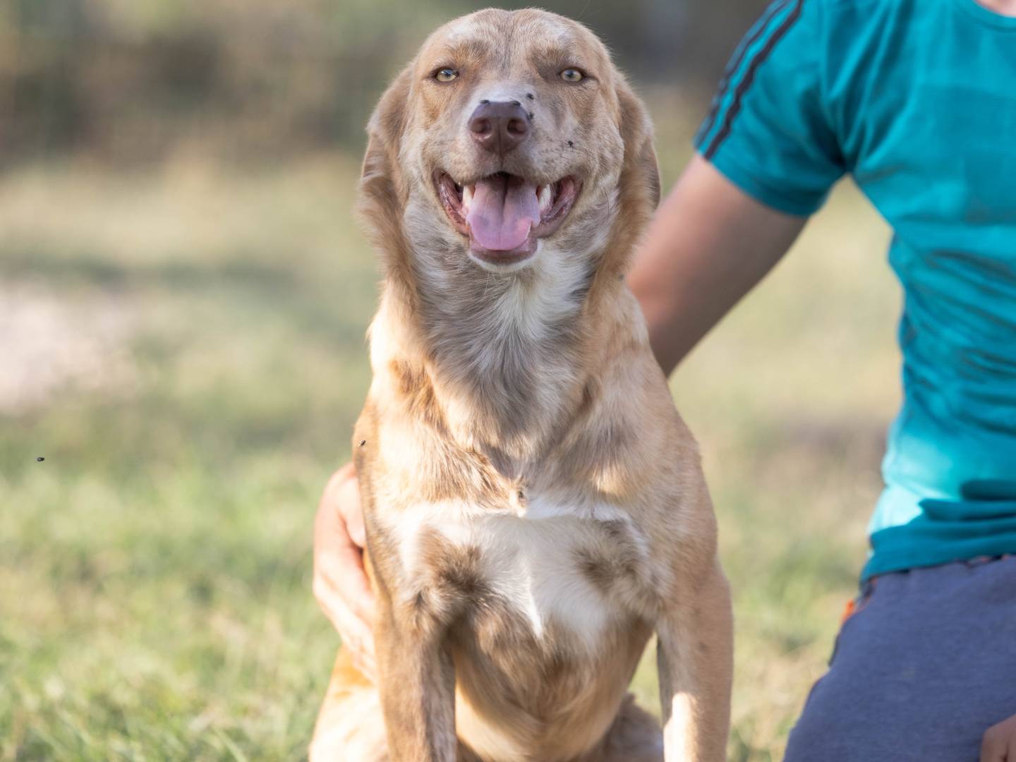 Adotta un cane, taglia media, maschio, Caserta