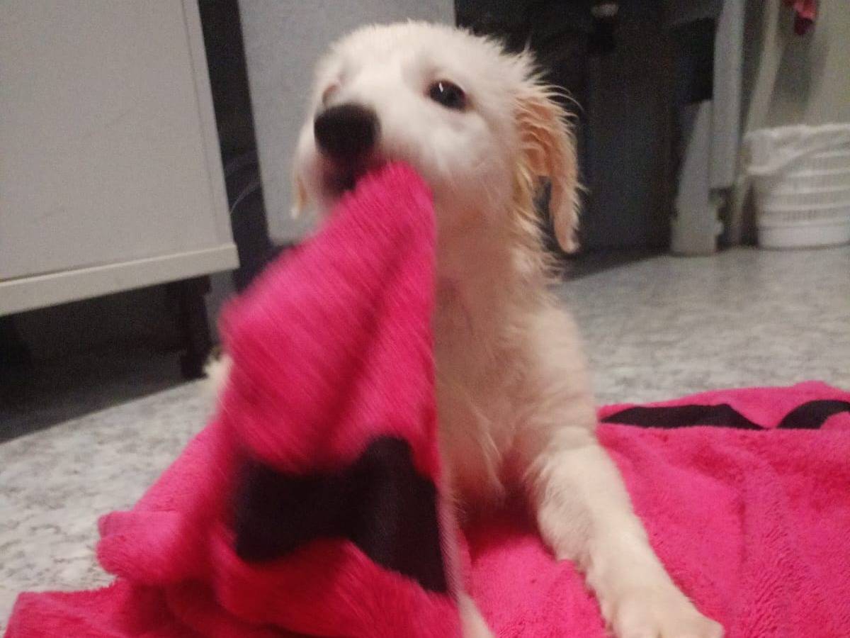 Adotta un cane, taglia media contenuta, femmina, Cosenza